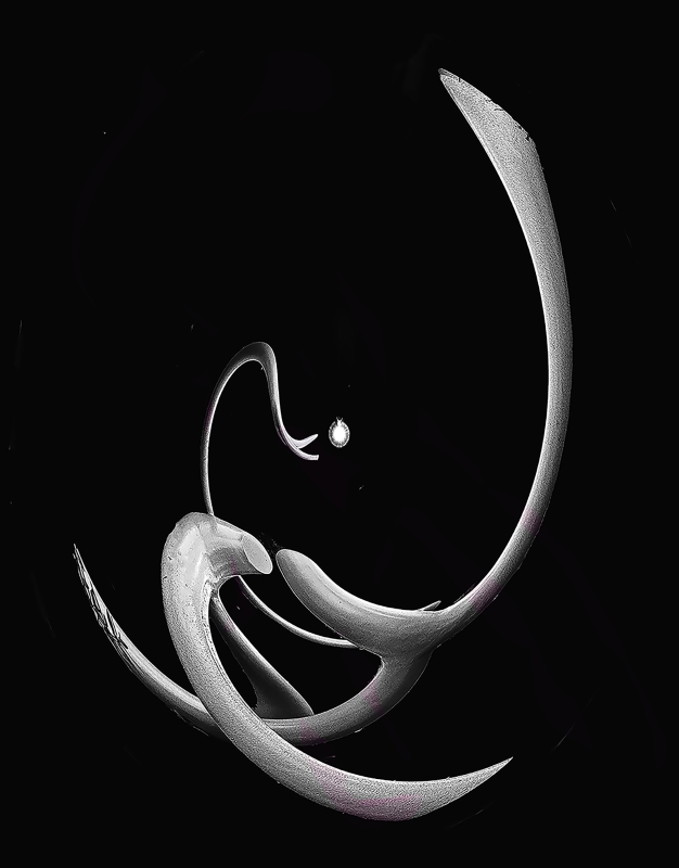 Garden of Eden by artist Charlie Kreitler